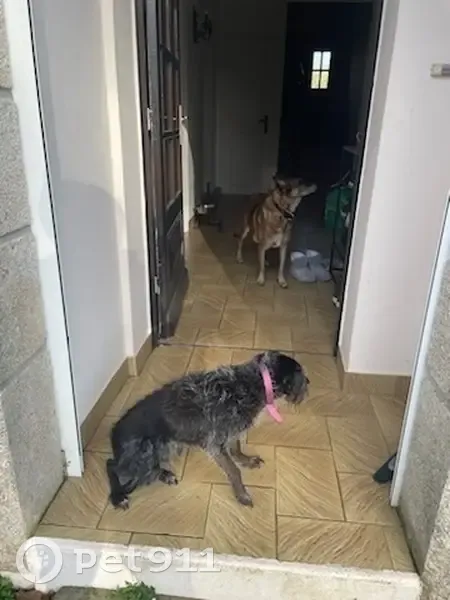 Chipie, chienne sourde noire perdue  - photo