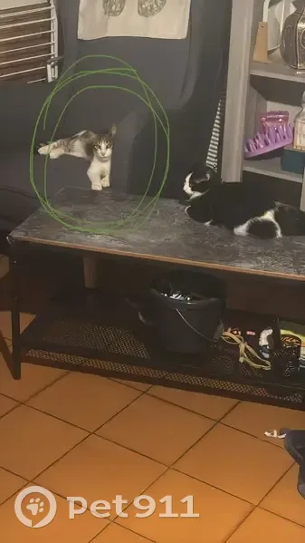 Chat trouvé, cherche famille d'accueil urgente - photo