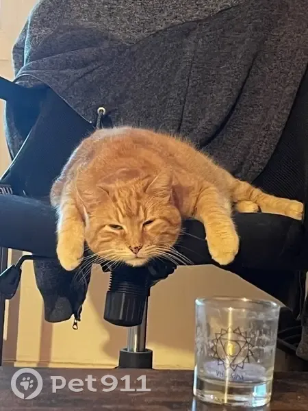 Chat roux perdu à Saintes, très sociable - photo