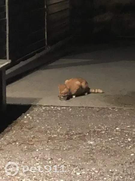 Chat roux trouvé Av. des Tisserands - photo