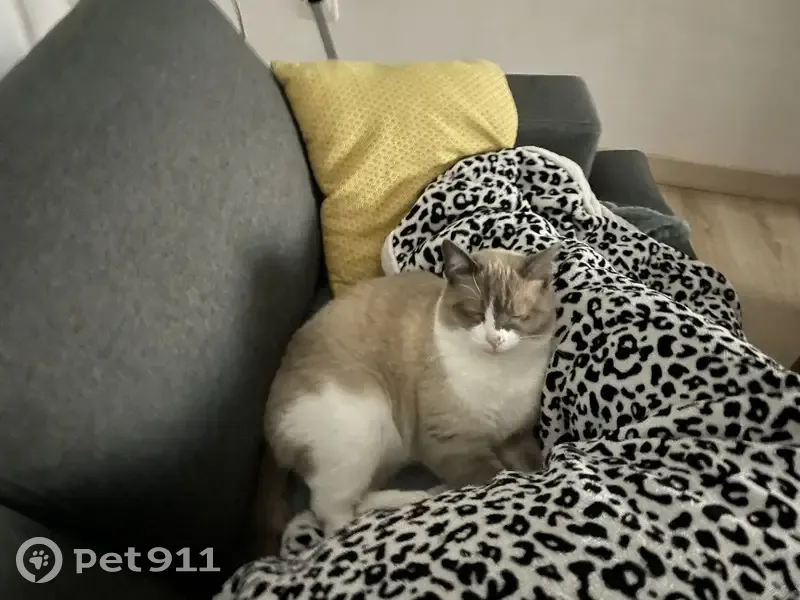 Chat beige/blanc/gris perdu à Varennes - photo