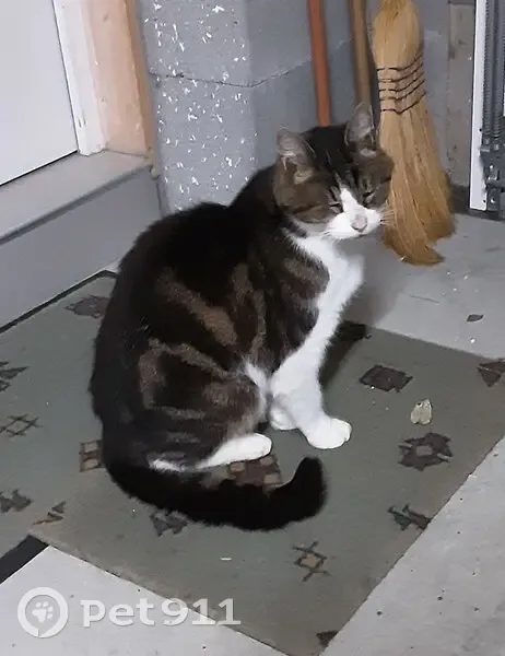 Grand chat mâle trouvé, affectueux, Mouzillon - photo
