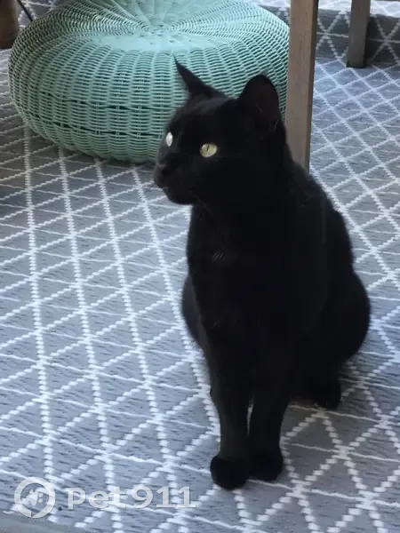 Chat noir mâle perdu à Bagneux - photo