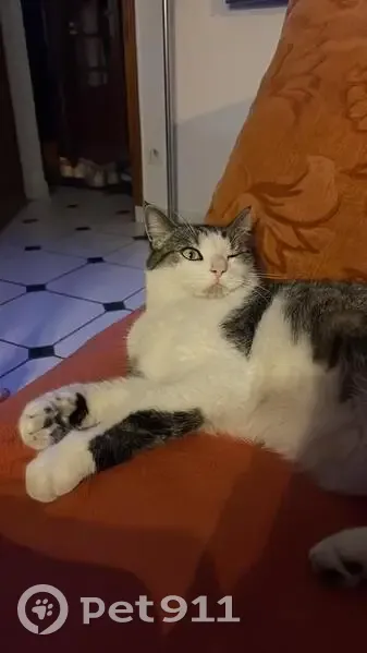 Chat perdu à Noisy-le-Grand : Rasta - photo