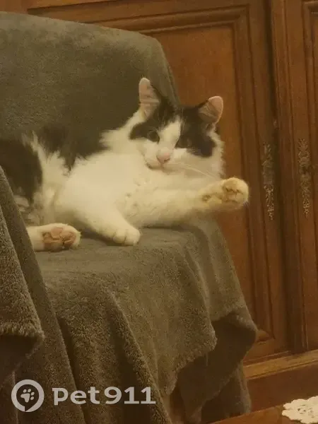 Gribouille, chat blanc et gris perdu - photo