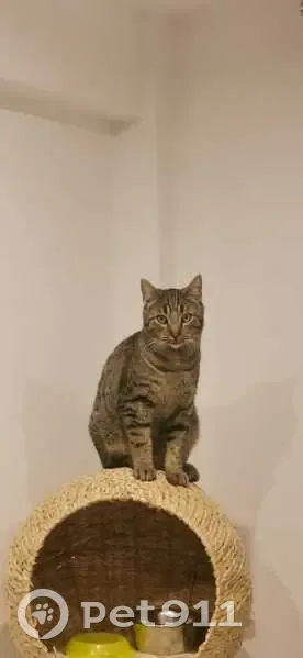 Chat tigré perdu à Épinay-sur-Orge - photo