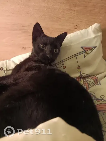 Chat noire disparue, tatouée et pucée - photo