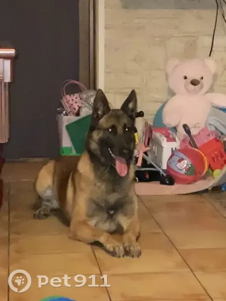 Malinois craintif perdu à Rouvres - photo