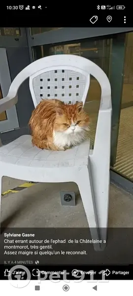 Chat persan roux-blanc trouvé à Montmorot - photo
