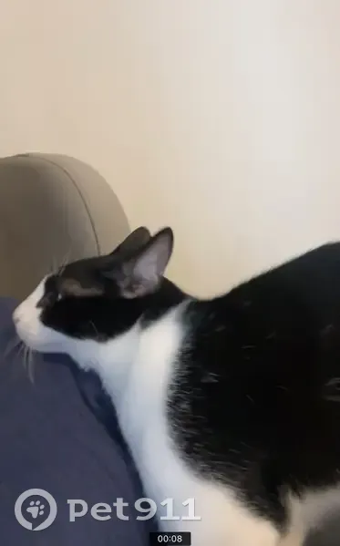 Chat noir et blanc perdu à Camarsac - photo