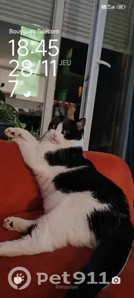 Chatte noire et blanche perdue à Strasbourg - photo