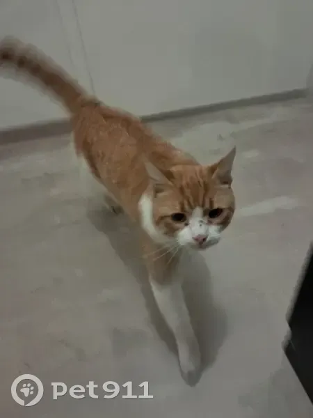 Chat roux trouvé, perdu à Metz - photo