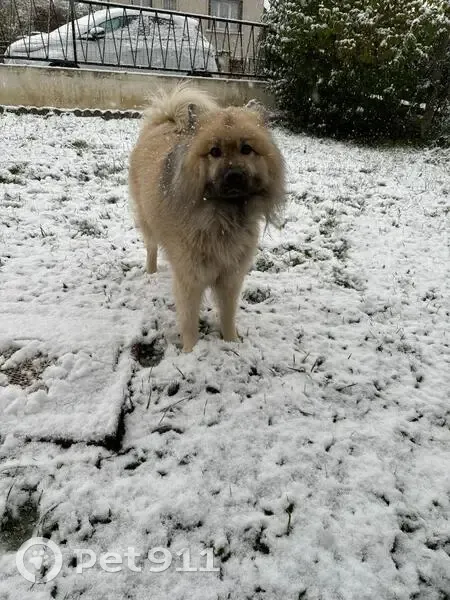 Chien perdu : Nino, vu au Plessis-Belleville - photo