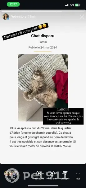 Chat mâle gris perdu à Laroin - photo