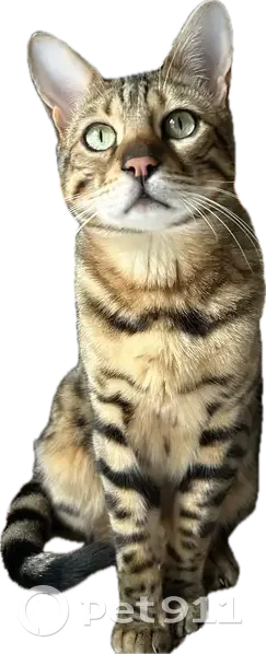 Chat perdu : Tigrou, Bengal rue Boileau - photo