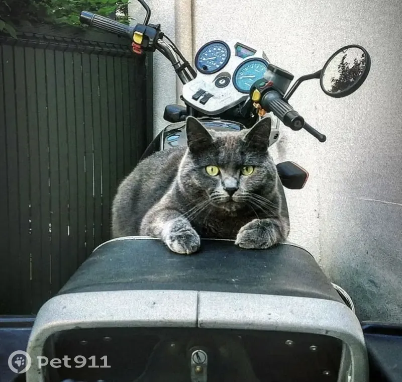 Chat perdu à Rouen, Rue du Renard - photo