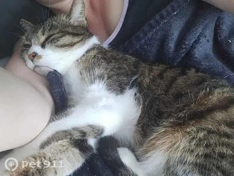 Chatte Sky 9 ans perdue à Montreuil - photo