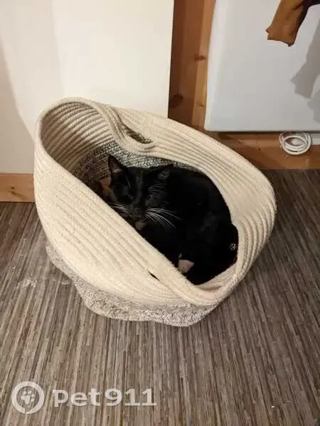 Chat noir et blanc disparu à Allinges - photo