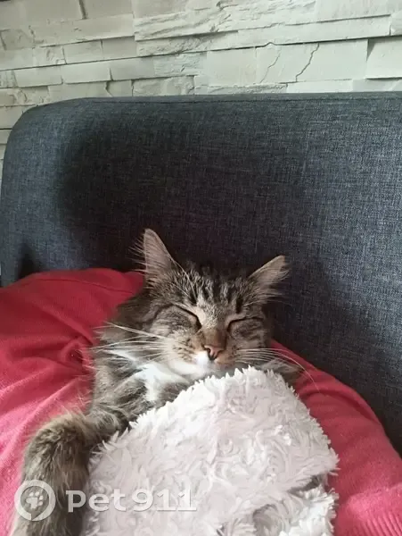 Chat disparue : Lya, Angeac-Charente - photo