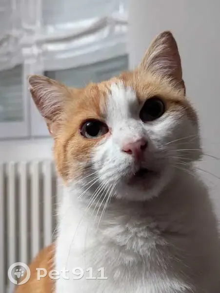 Chat mâle 7 ans roux-blanc perdu Montigny - photo
