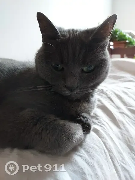 Chatte grise perdue, Rue Carnot, Cherbourg - photo