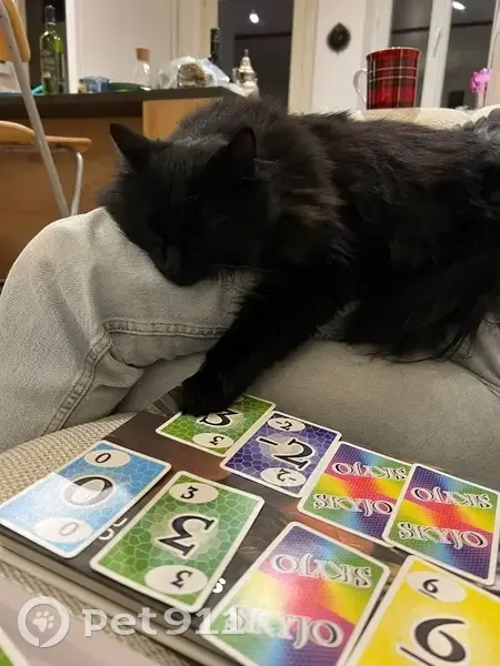 Aya, chatte noire 2 ans perdue à Rouen - photo