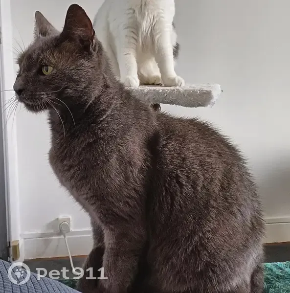 Chat affectueux disparu à Valence - photo