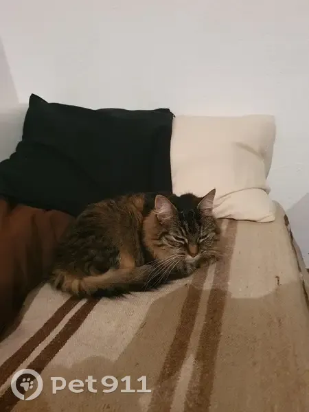Chat tigré marron-noir trouvé à Ercé - photo