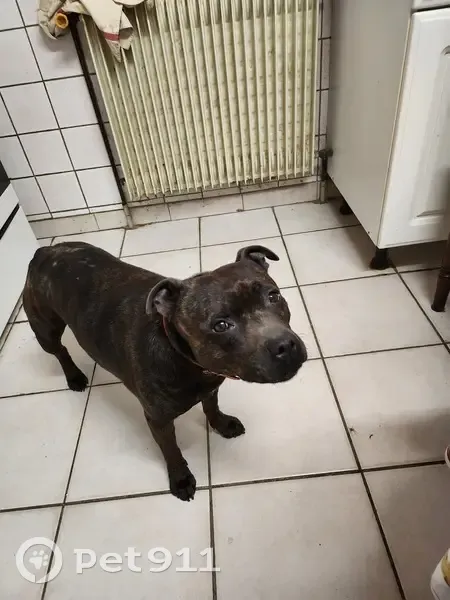 Staffie perdu à Monlezun: collier rouge - photo
