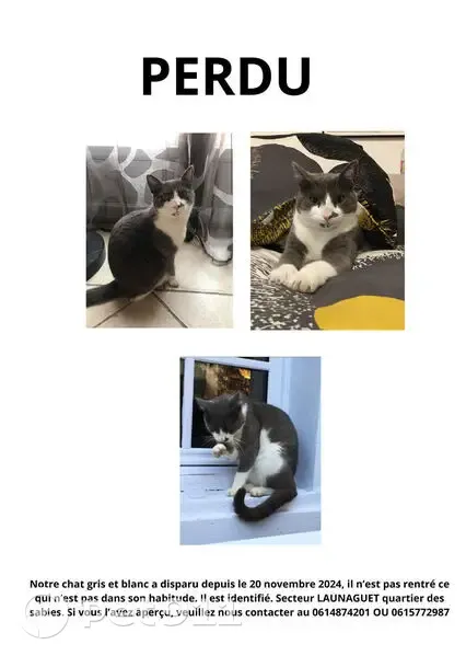 Chat perdu le 20/11/24 à Launaguet - photo