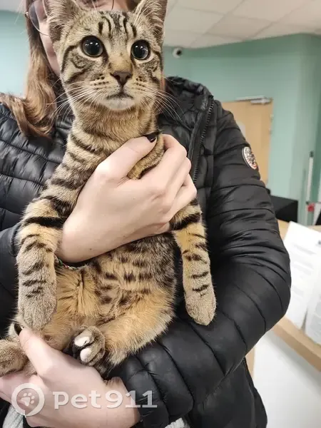 Chat tigré trouvé à Reims - photo