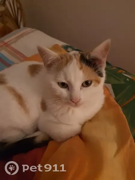 Chaton trouvé après tempête à Poitiers - photo