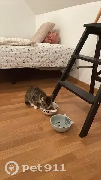 Chaton trouvé à Pacé, cherche solution - photo