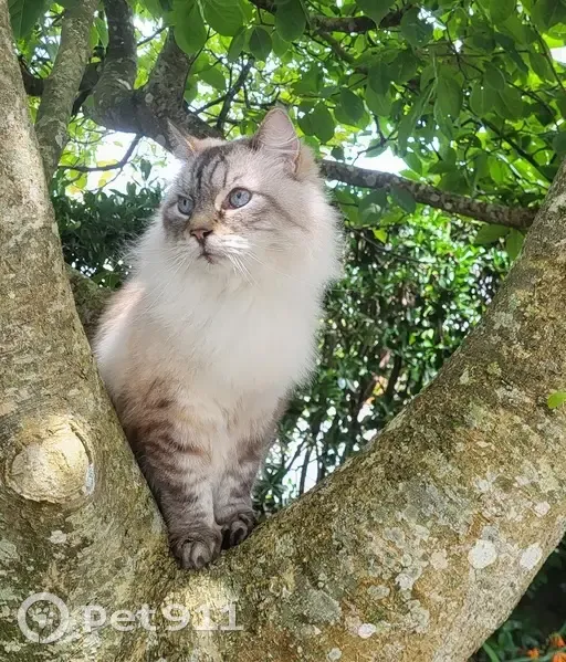 Chat tigré disparu à Brest - photo