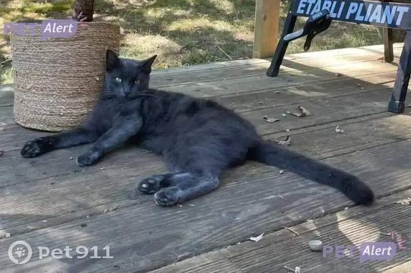 Chat noir perdu à Saint-Brieuc - photo