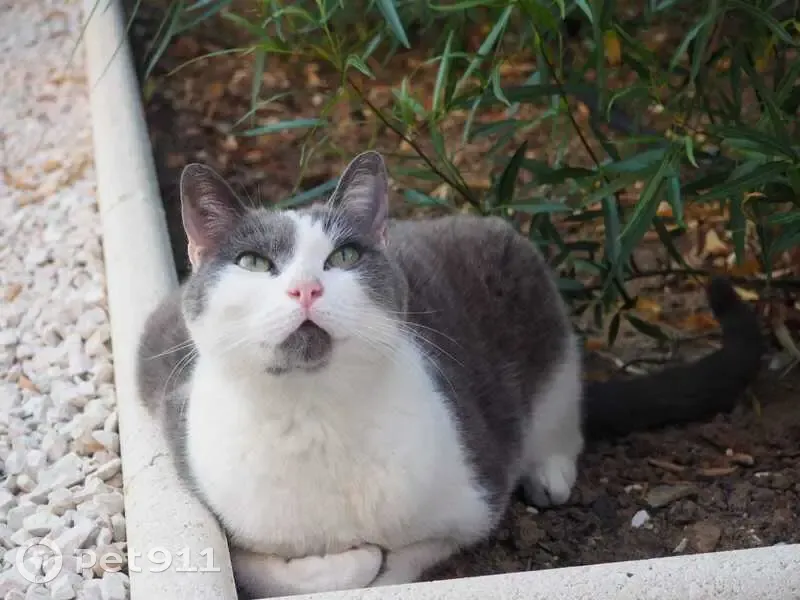 Chatte grise et blanche perdue au Pradet - photo