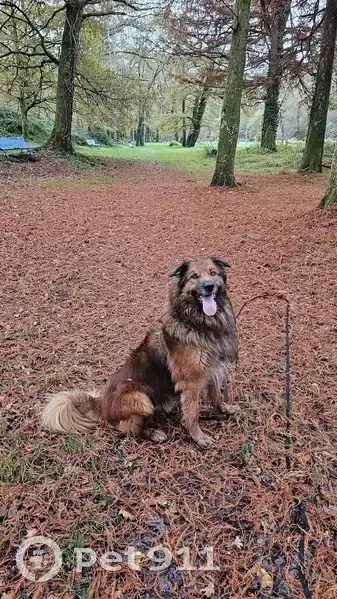 Chien perdu à Limoges : Zuko, rue Gide - photo