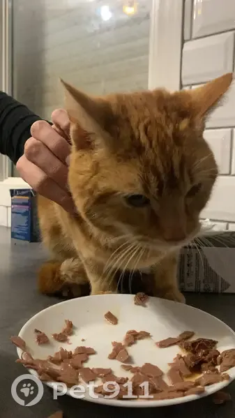 Jeune chat roux trouvé à Vandelicourt - photo