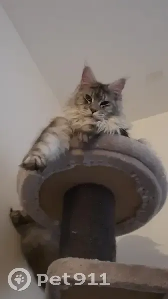 Chat Maine Coon gris-blanc perdu à Bitche - photo