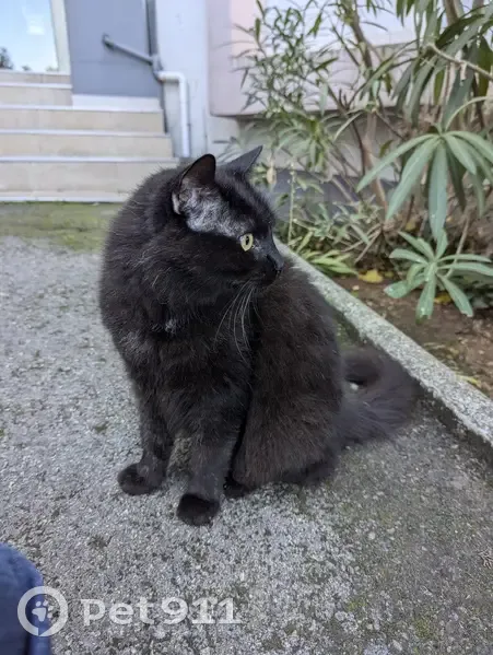 Chat noir errant à adopter, Montpellier - photo