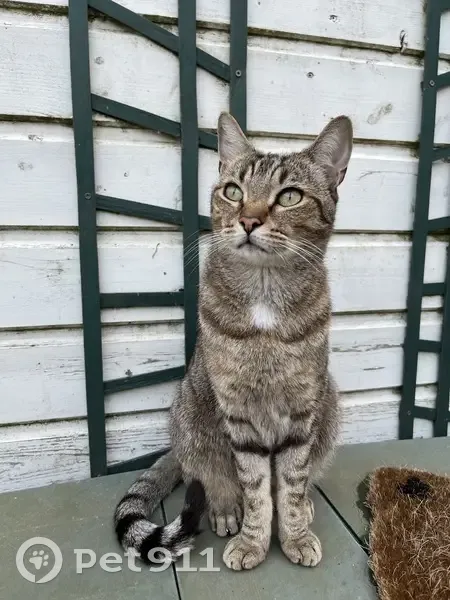 Chat tigré européen perdu à Sainte-Soulle - photo