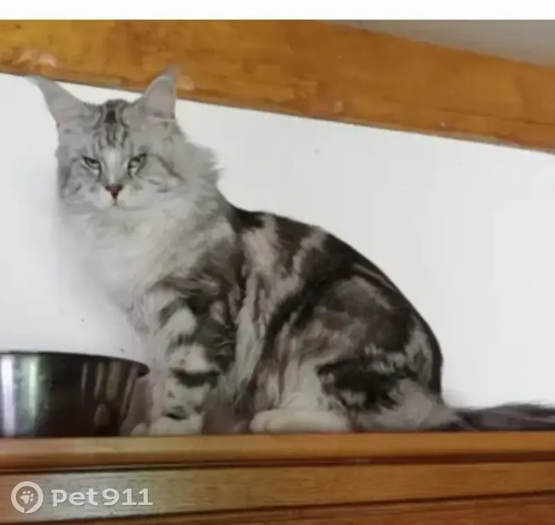 Gros Maine Coon perdu à Virey - photo