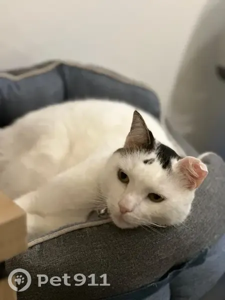 Chat mâle blanc tacheté perdu à Paris 33 - photo