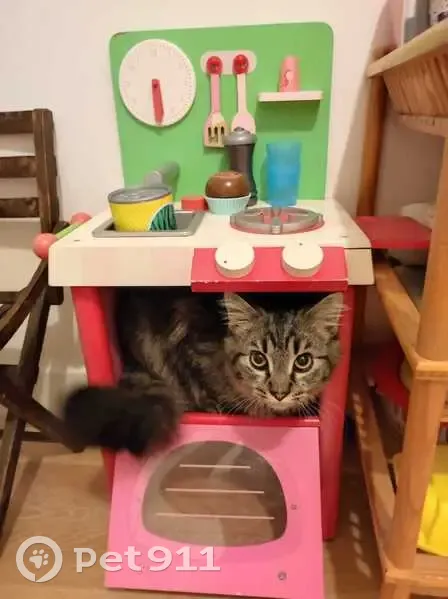 Billy, chat tigré perdu à Nantes - photo