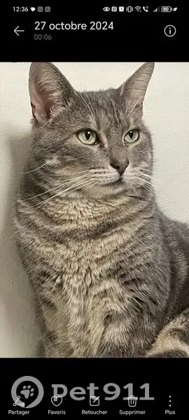 Chat gris disparu à Seyssuel, 5 ans, pucé - photo