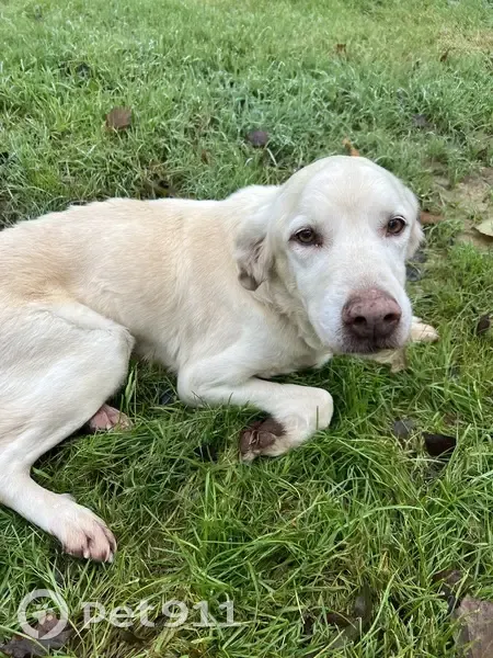 Labrador beige trouvé à Quinçay - photo