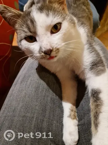 Chat européen mâle disparu à Fatisson - photo