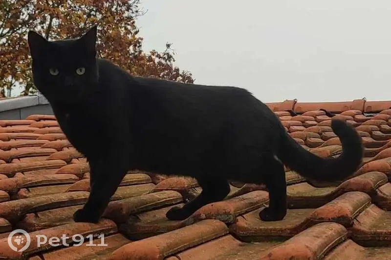 Chat noir européen disparu à Metz - photo
