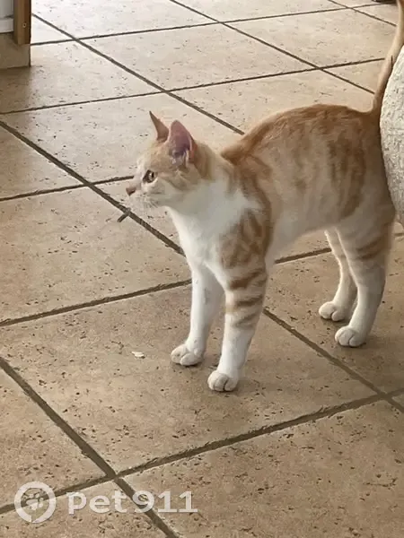 Chat roux clair et blanc disparu à Écouflant - photo