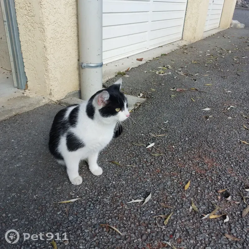 Jeune chatte trouvée, câline et craintive - photo